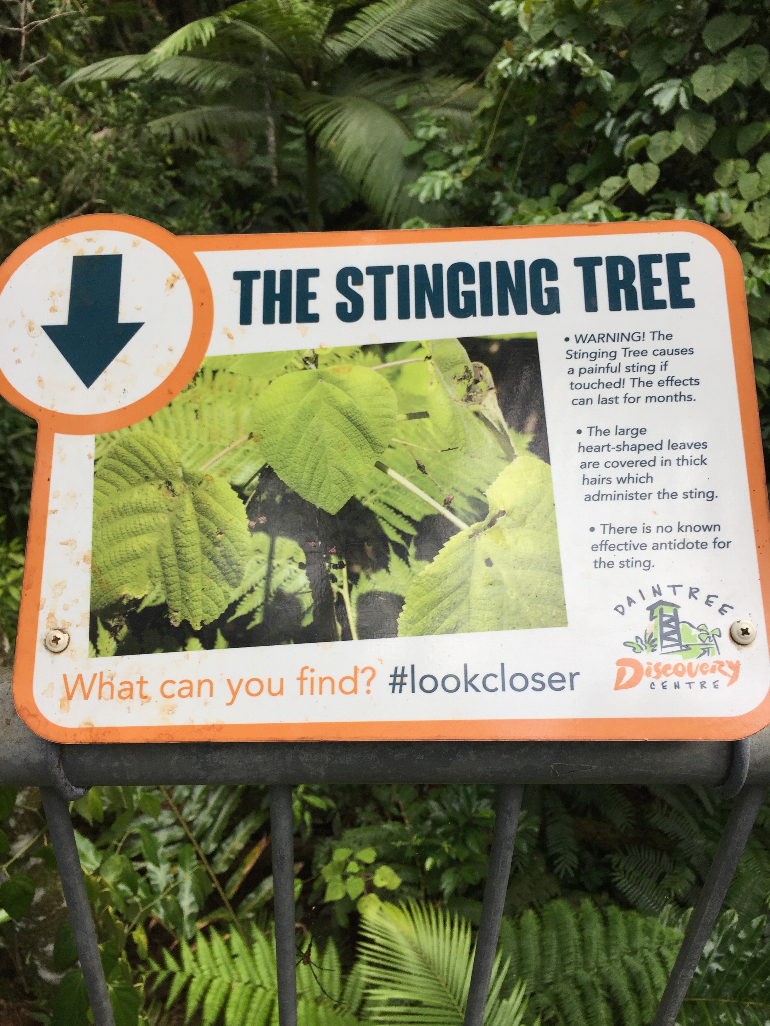 the Stinging Tree information sign in the Daintree Rainforest Discovery Centre