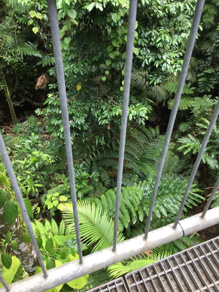 view down off the walkway in the Daintree Rainforest Discovery Centre
