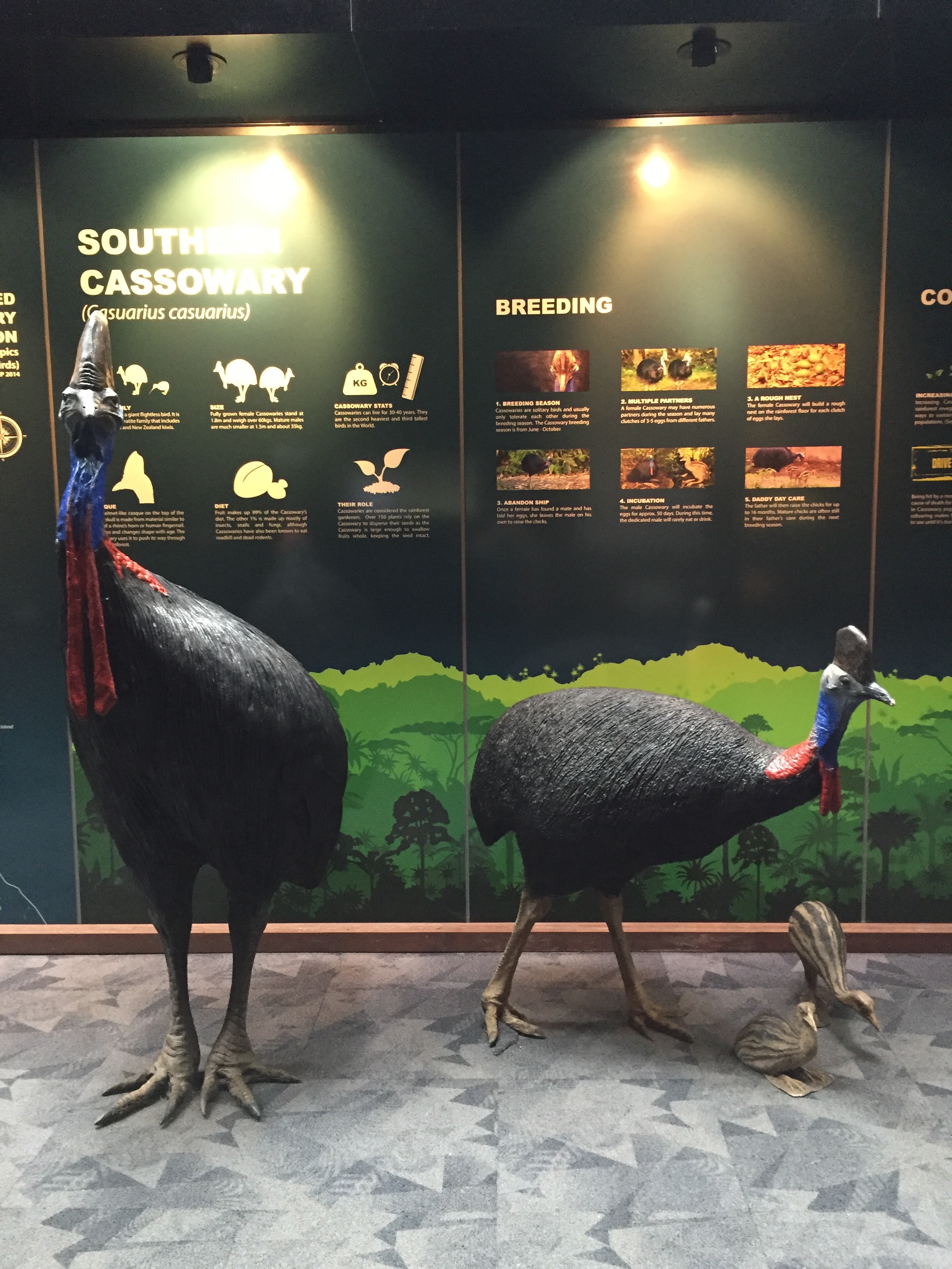southern cassowary statues in the Daintree Discovery Centre