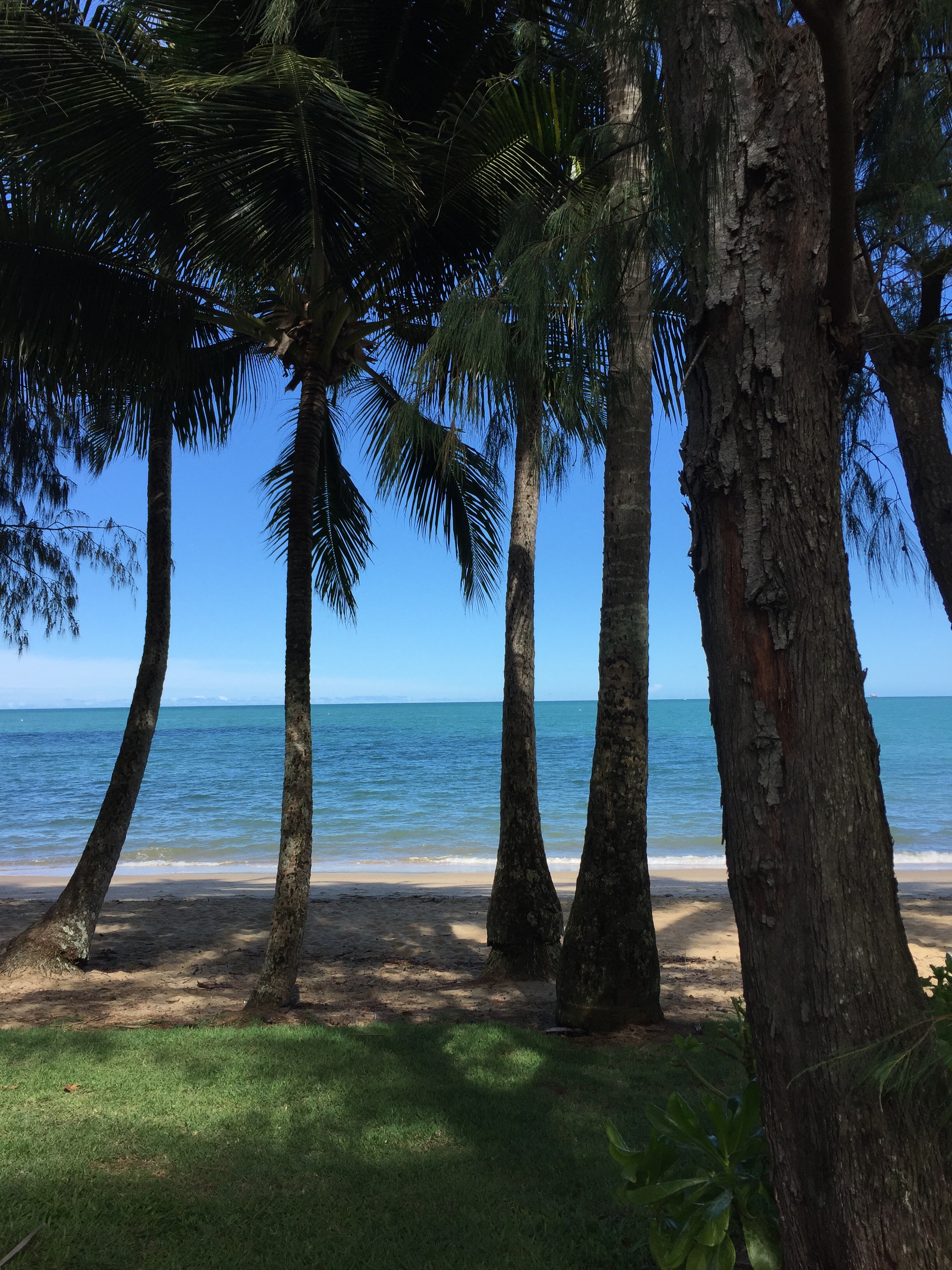 view of the beach and ocean through the trees in Palm Cove