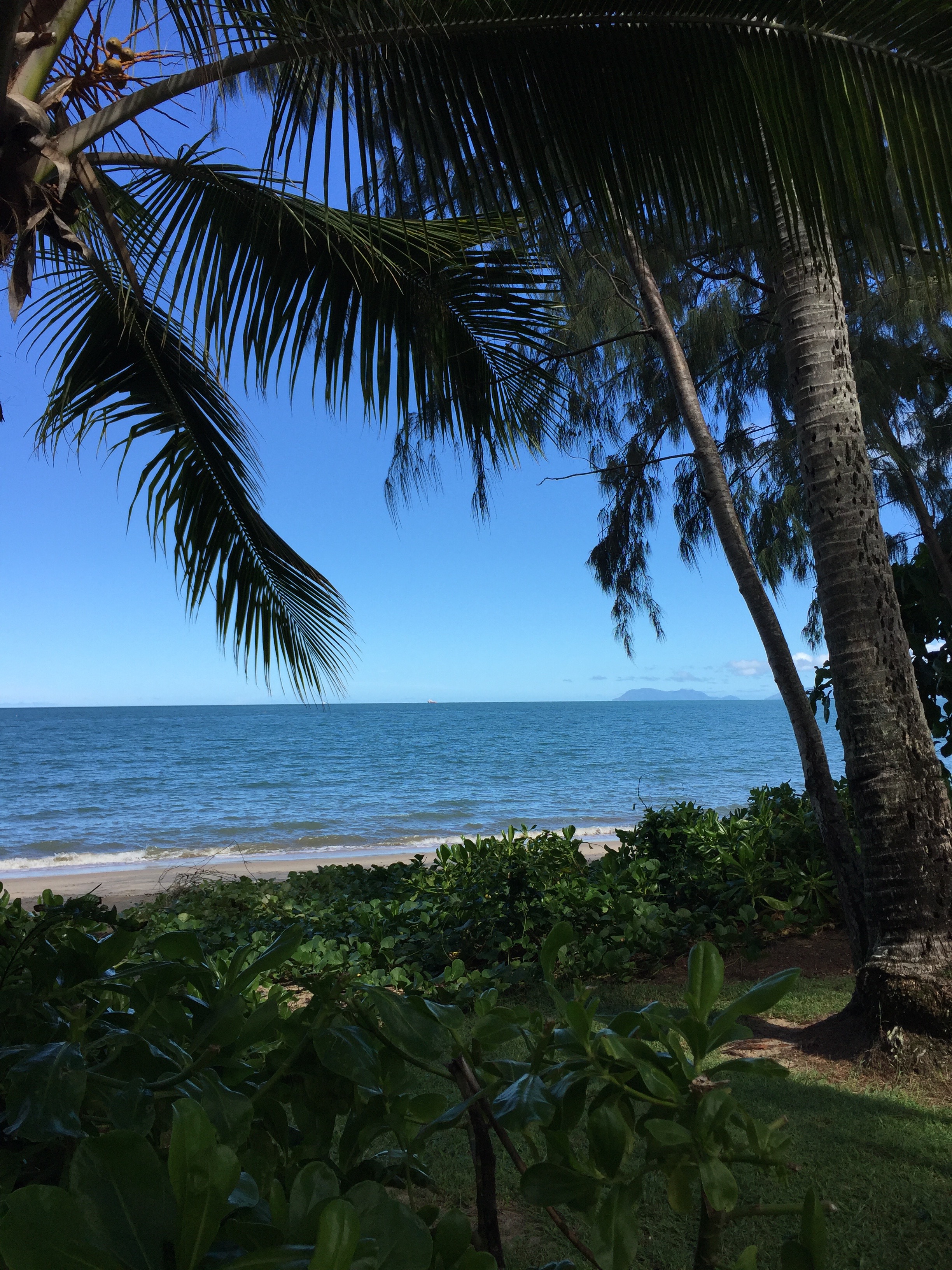 lawn, trees, beach and ocean in Palm Cove
