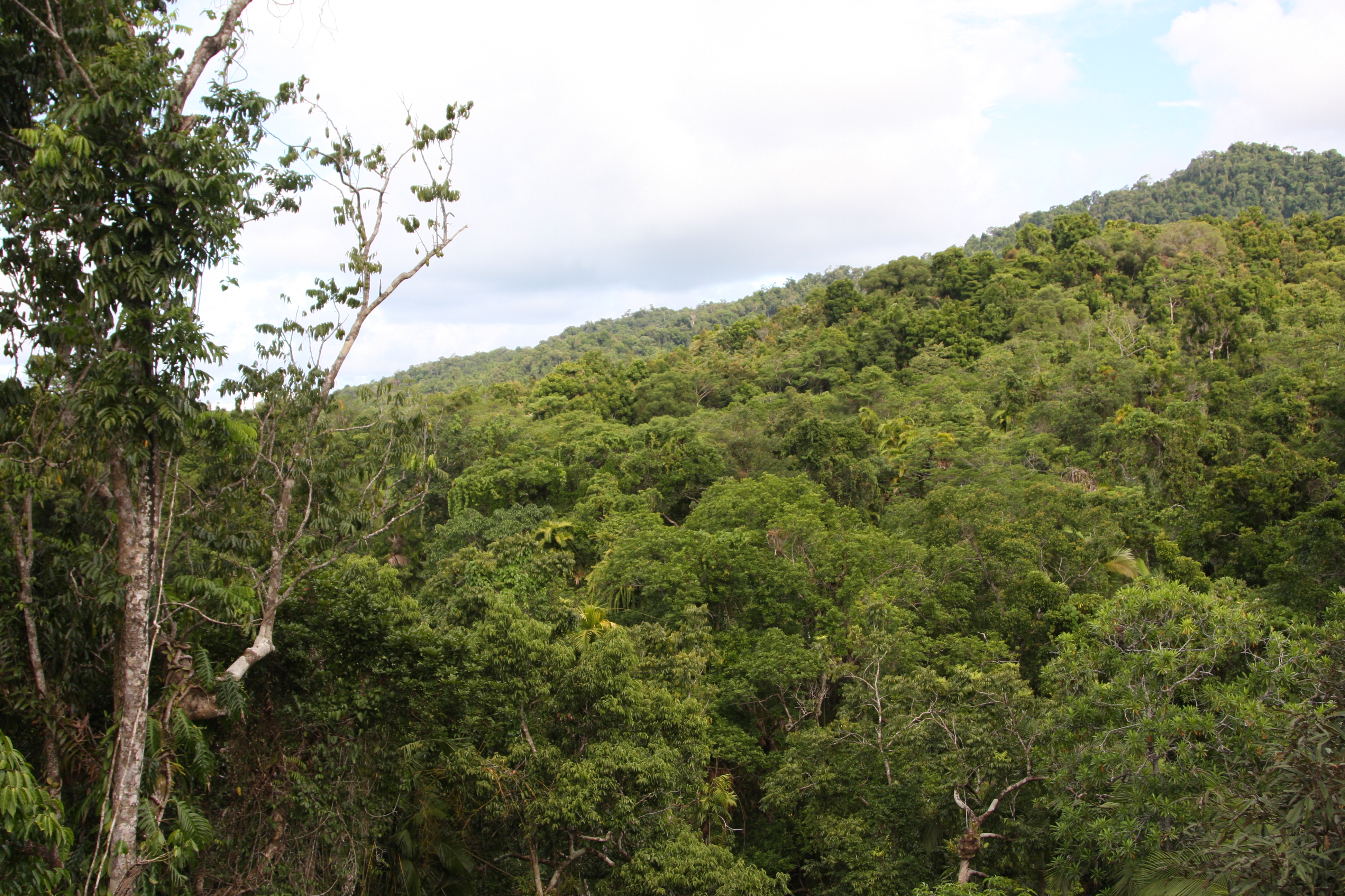 view of trees in the Daintree Rainforest
