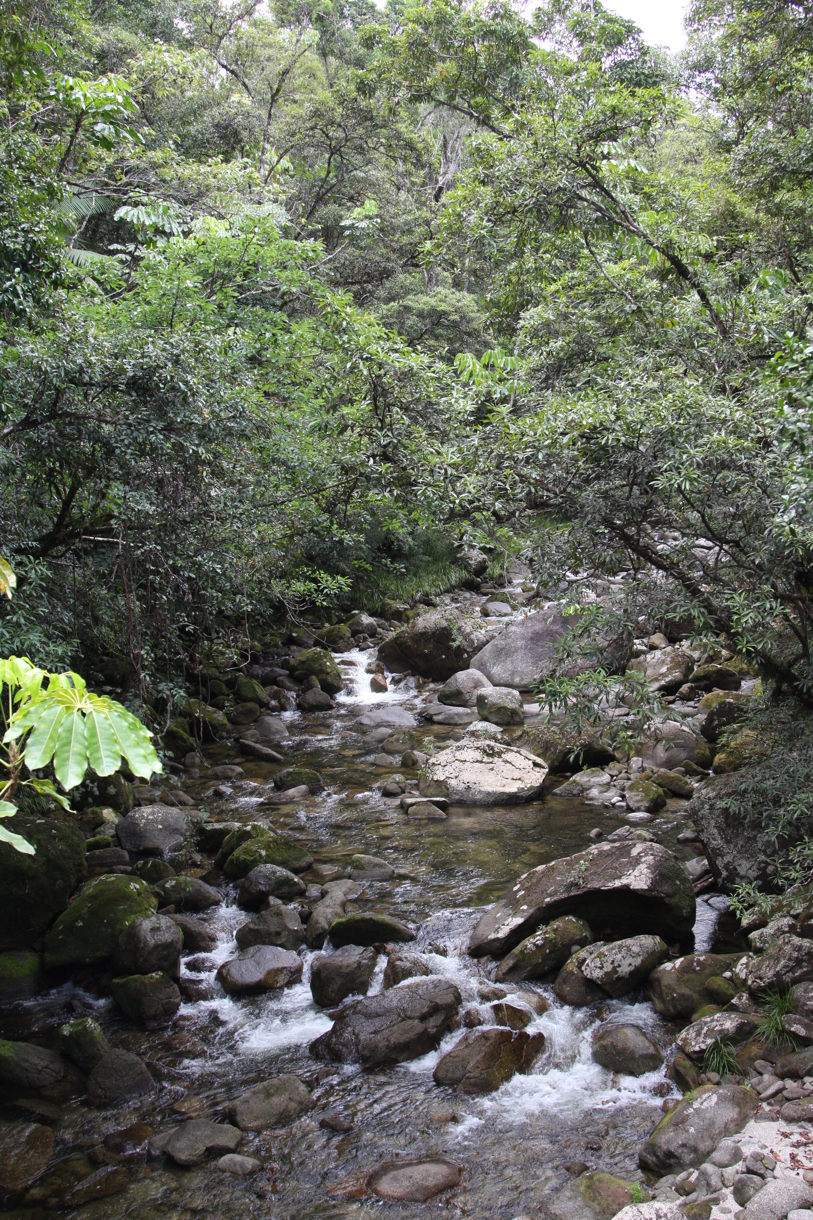 flowing water over rocks surrounded by trees in the Mossman Gorge