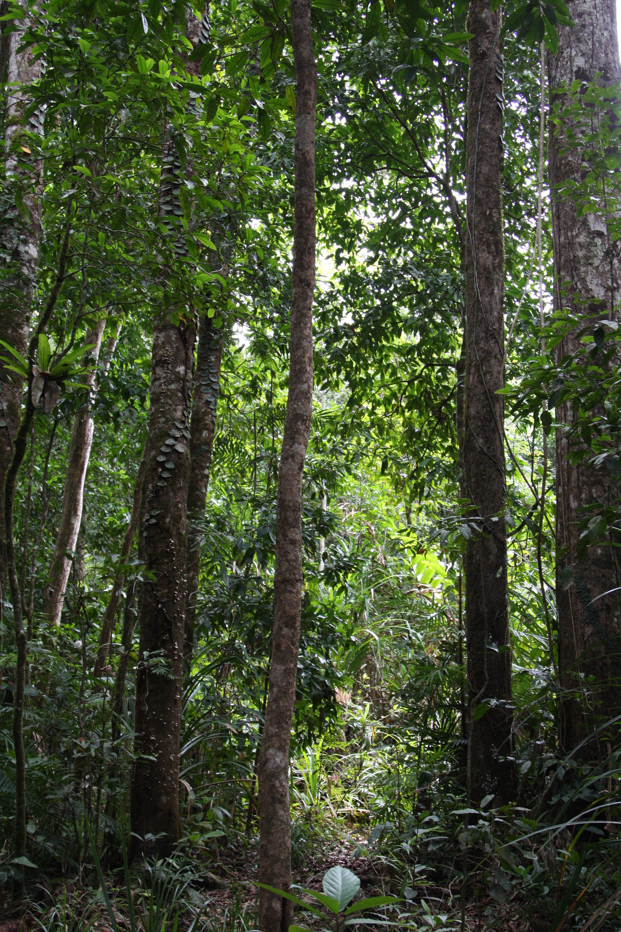 Daintree Rainforest trees in the Mossman Gorge