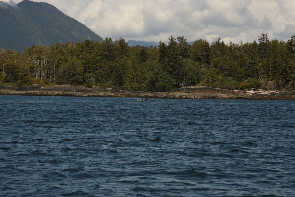 Whale fin in the water and the mountain view around Tofino