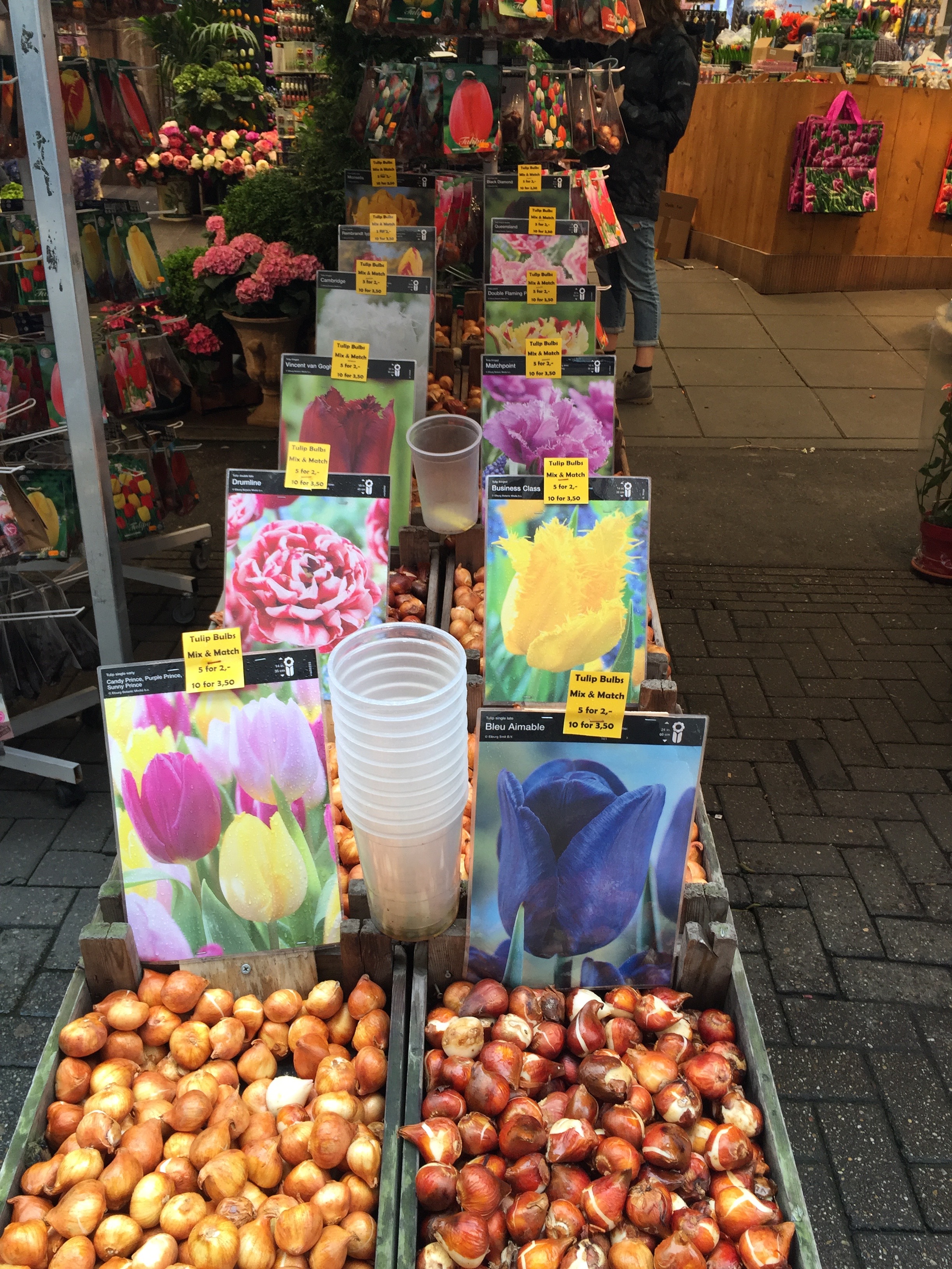 Amsterdam Bloemenmarkt Flower Market Flower Buds