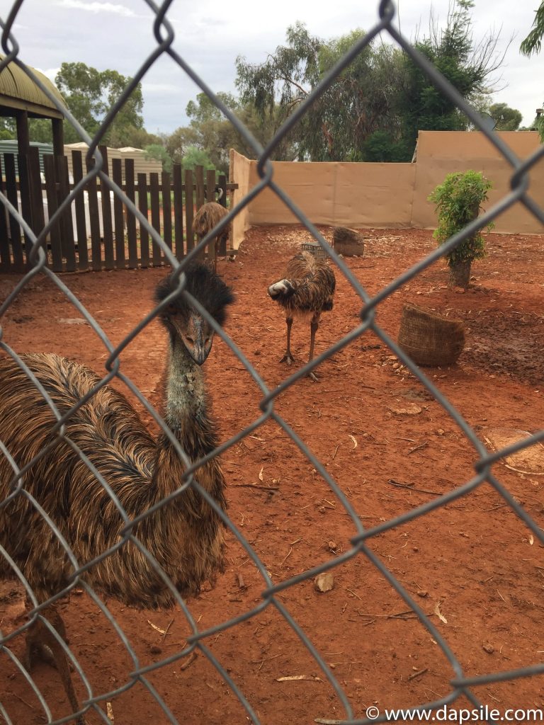 Emus on the tour from Alice Springs to Uluru
