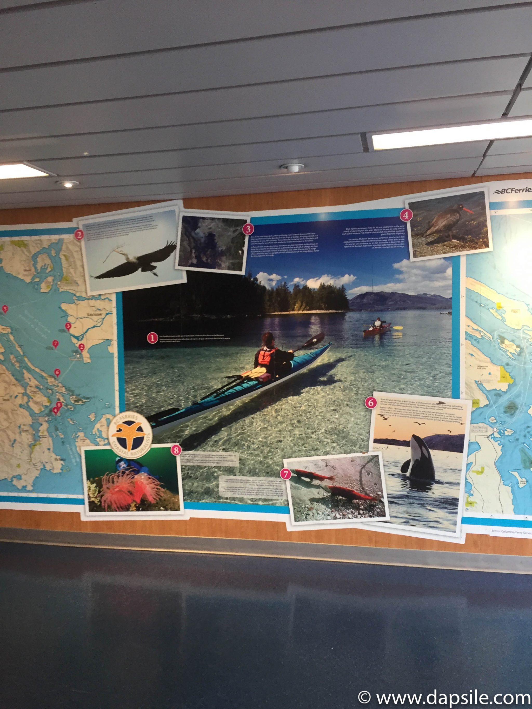 Map on display of the local area and wildlife when travelling from Vancouver to Victoria by Ferry