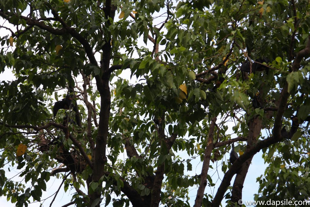 Cairns and the Surrounding Area bats or flying foxes filling a tree