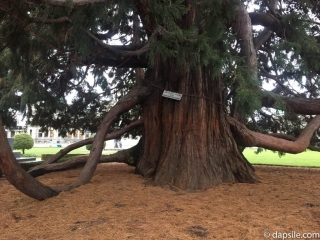 Things to do in Victoria Tree In front of Parliament Building