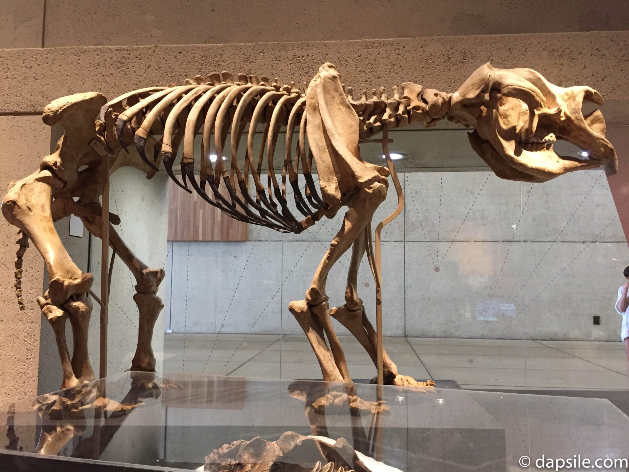 Dinosaur Bones in Queensland Museum and Sciencentre