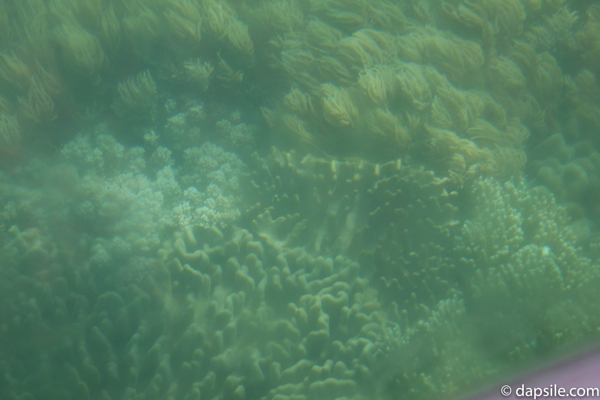 Great Barrier Reef from Glass Bottom Boat Tour from Fitzroy Island Resort 5
