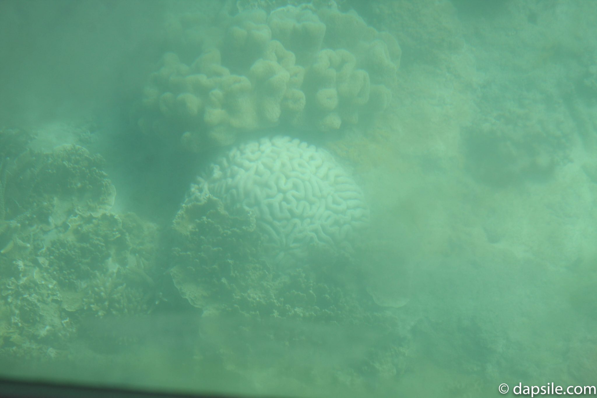 Great Barrier Reef looks like brains from Glass Bottom Boat Tour from Fitzroy Island Resort 6