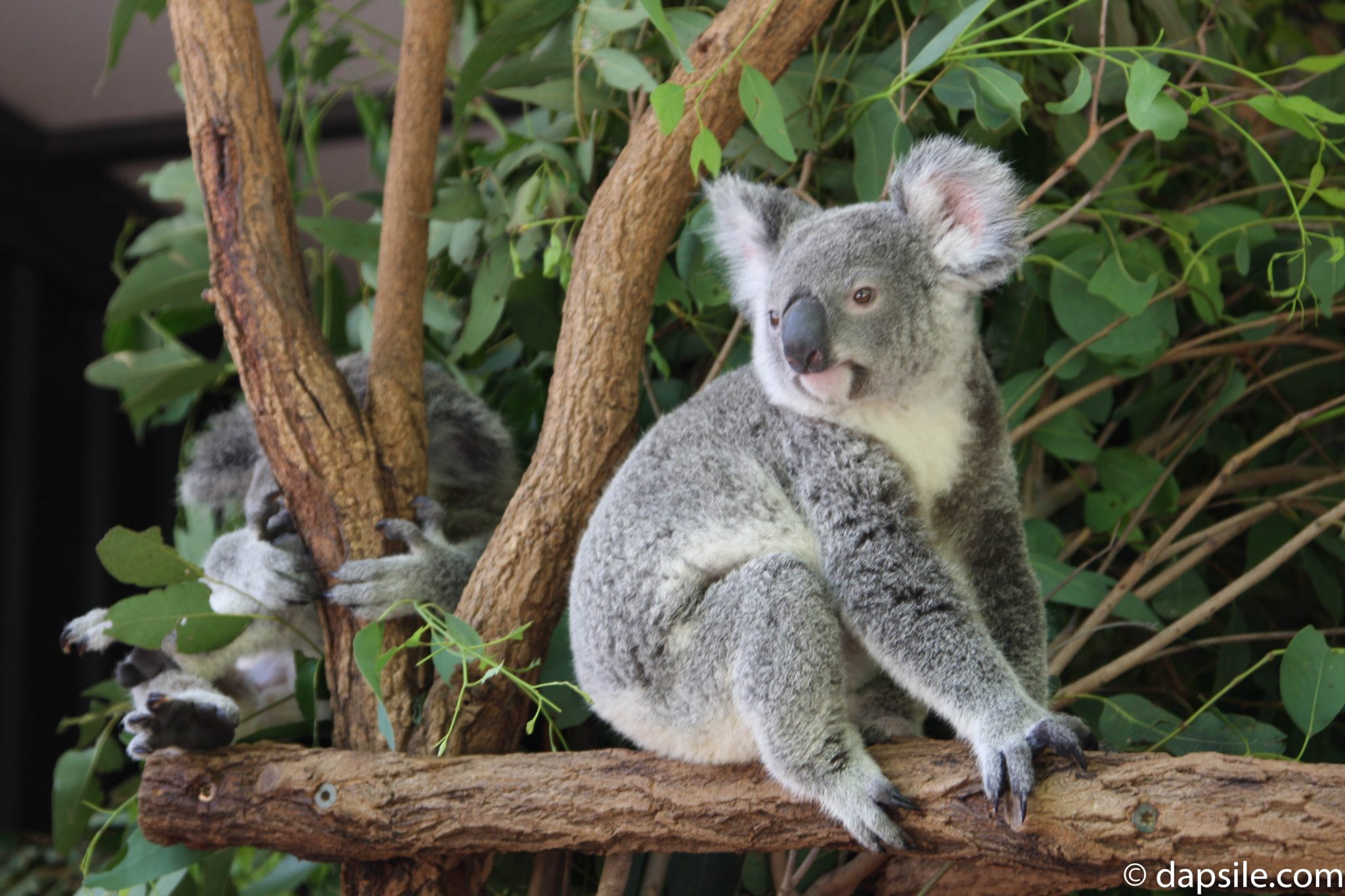 Koalas in a Tree at Lone Pine Koala Sanctuary