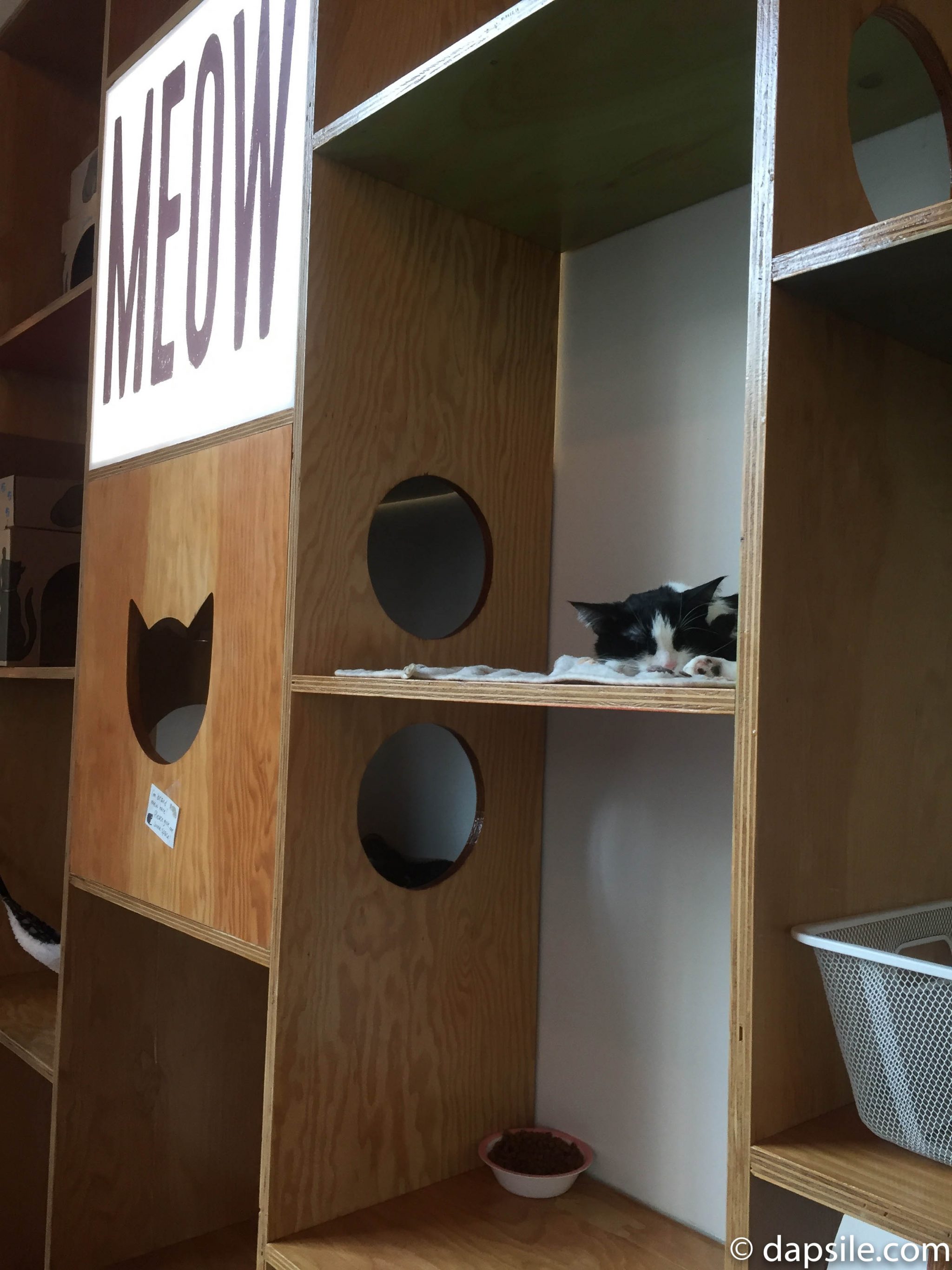 closeup of a cat resting in one of the many cubbies