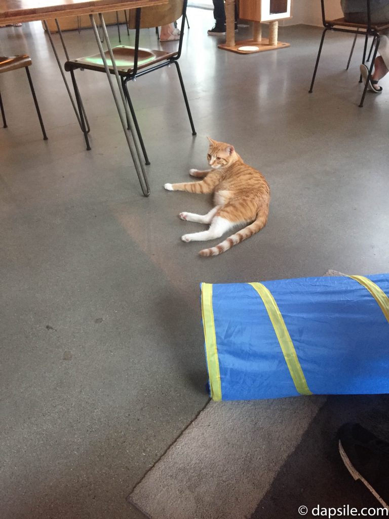 cat sitting on the floor resting in Catfe