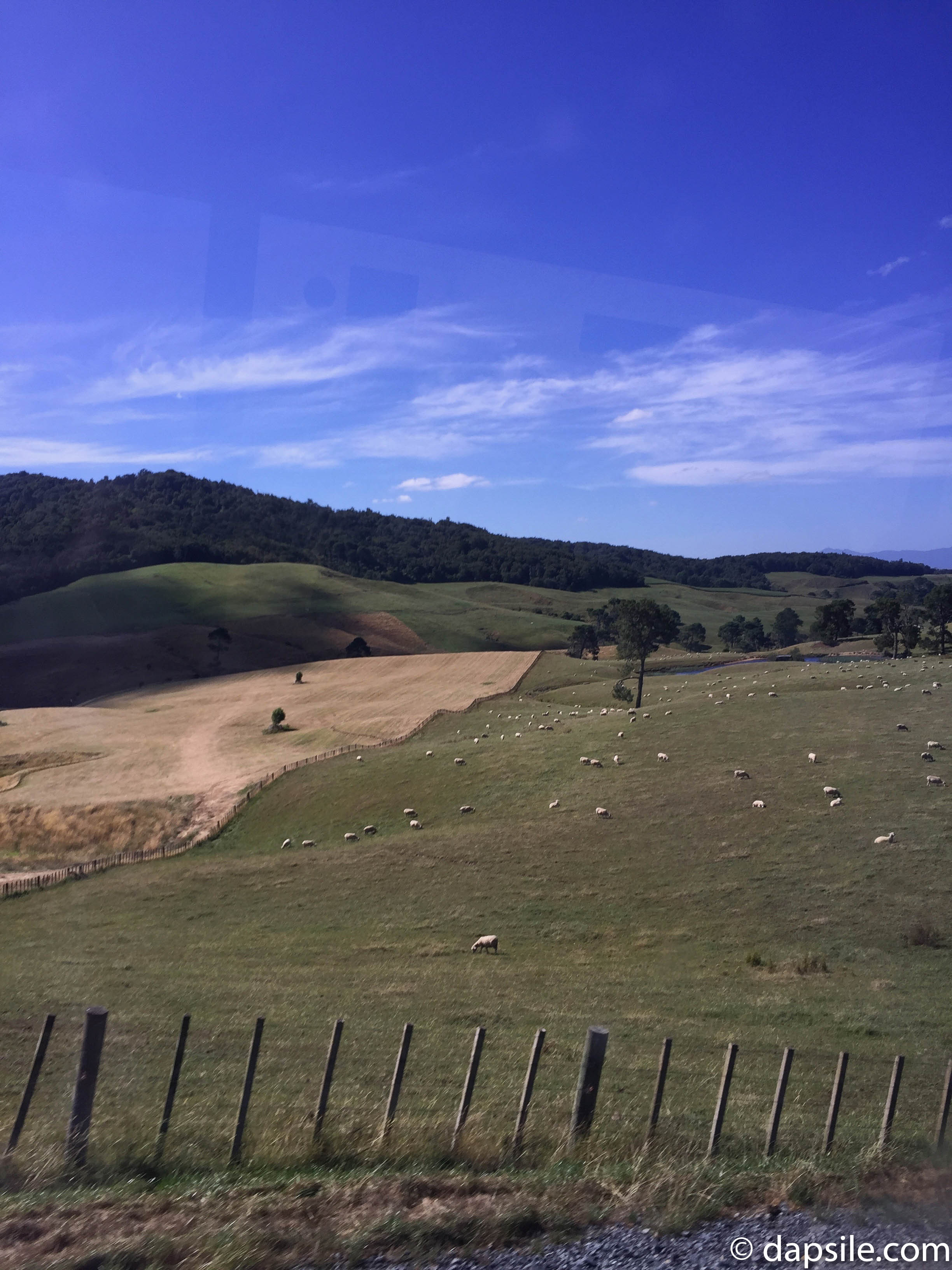 Rolling Hills Full of Sheep while the on Hobbiton Shuttle Bus
